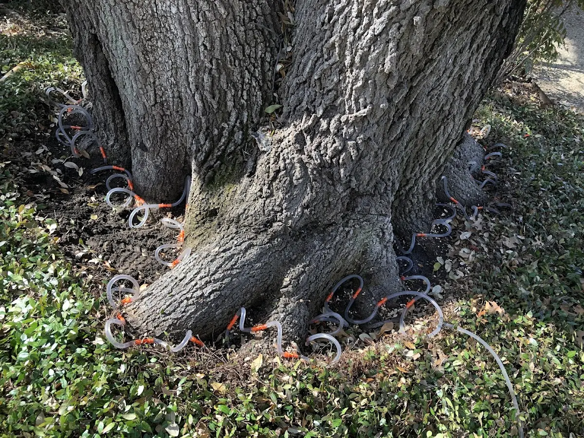 Detailed Tree Cabling and Bracing job site in Ingalls