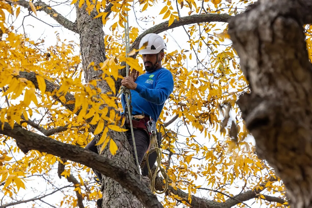 Skilled Dead Tree Removal crew working in Ingalls