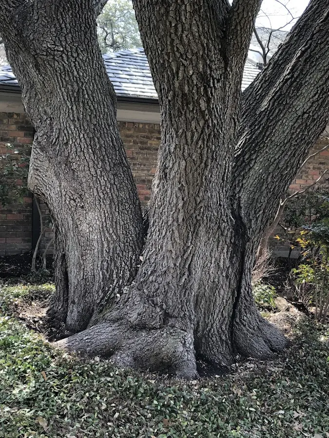 Mature heritage tree close to a Ingalls property cared for by certified arborists
